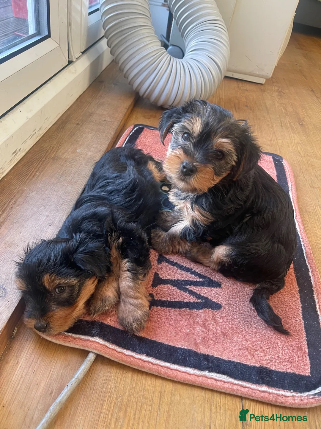 Yorkshire Terrier dogs for sale:  5- Adorable Yorkshire Terrier Puppies  in Croydon - Advert 2