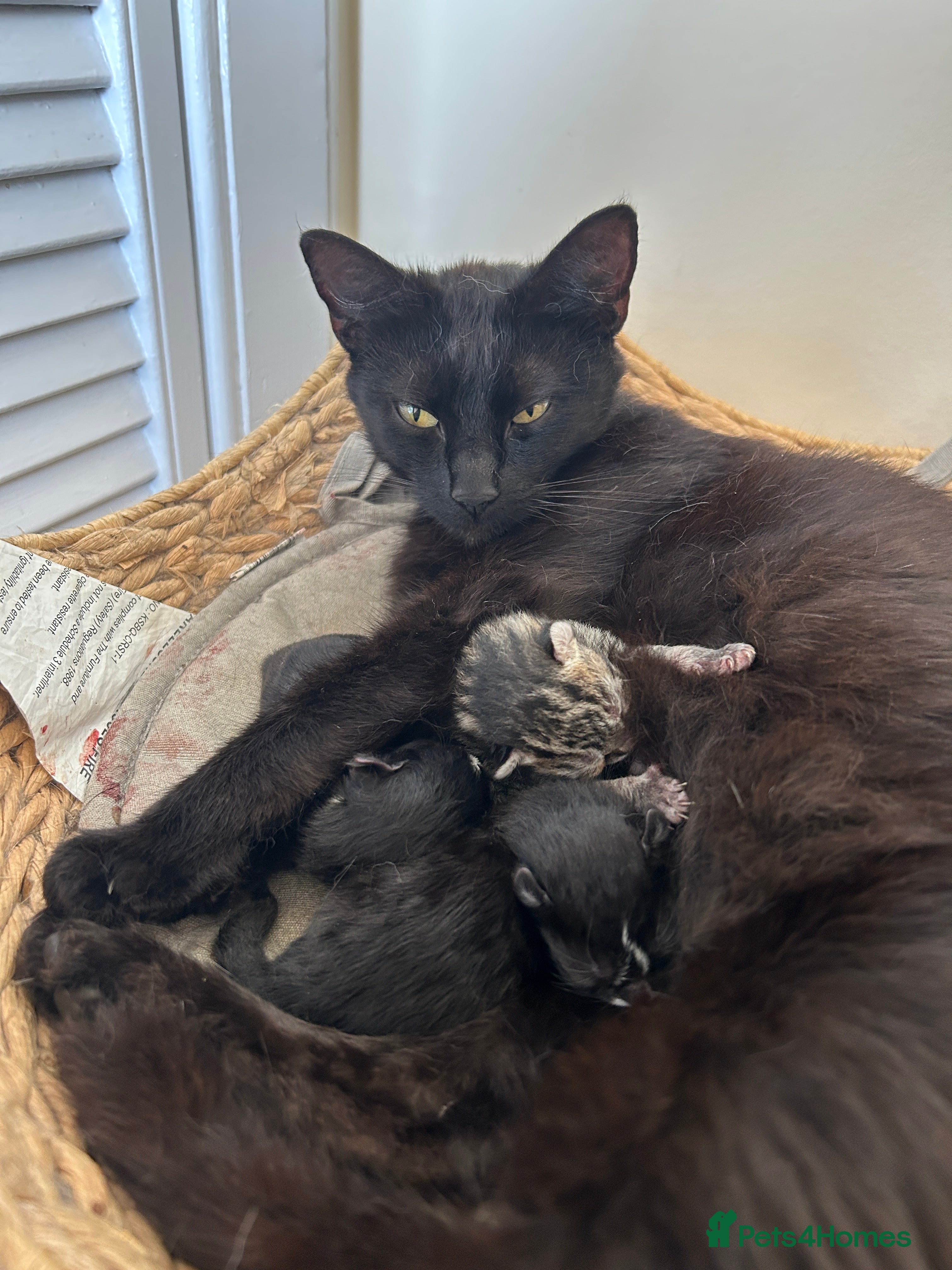 Mixed Breed cats Part Bengal & mixed, 2 black & white, 1 tabby male - Advert 2