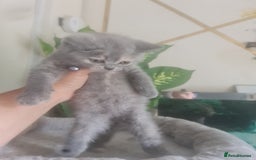 British Shorthair cats for sale: Adorable kittens  4 sweet home - Image 26