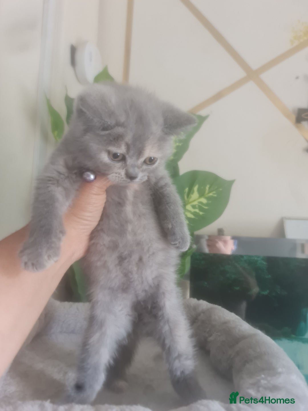 British Shorthair cats for sale: Adorable kittens  4 sweet home - Image 26