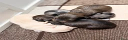 Miniature Dachshund dogs for sale: KC Reg Longhaired Miniature Dachshunds  in Johnstone - Advert 9