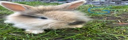Lionhead rabbits for sale: Lionhead Rsbbits for sale  - Advert 4