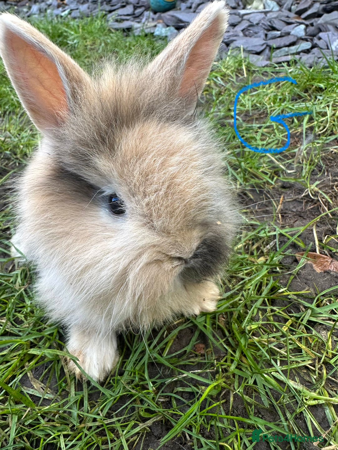 Lionhead rabbits for sale: Lionhead Rsbbits for sale  - Advert 4