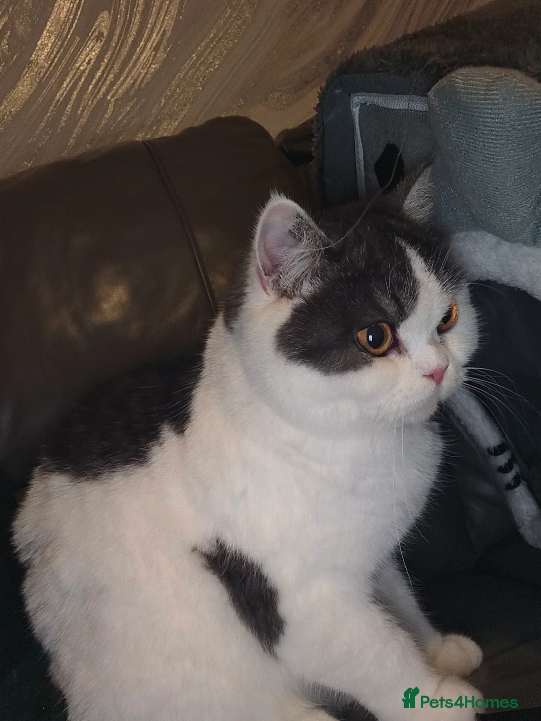 British Shorthair cats for sale: Britsh shorthair kittens - Advert 1