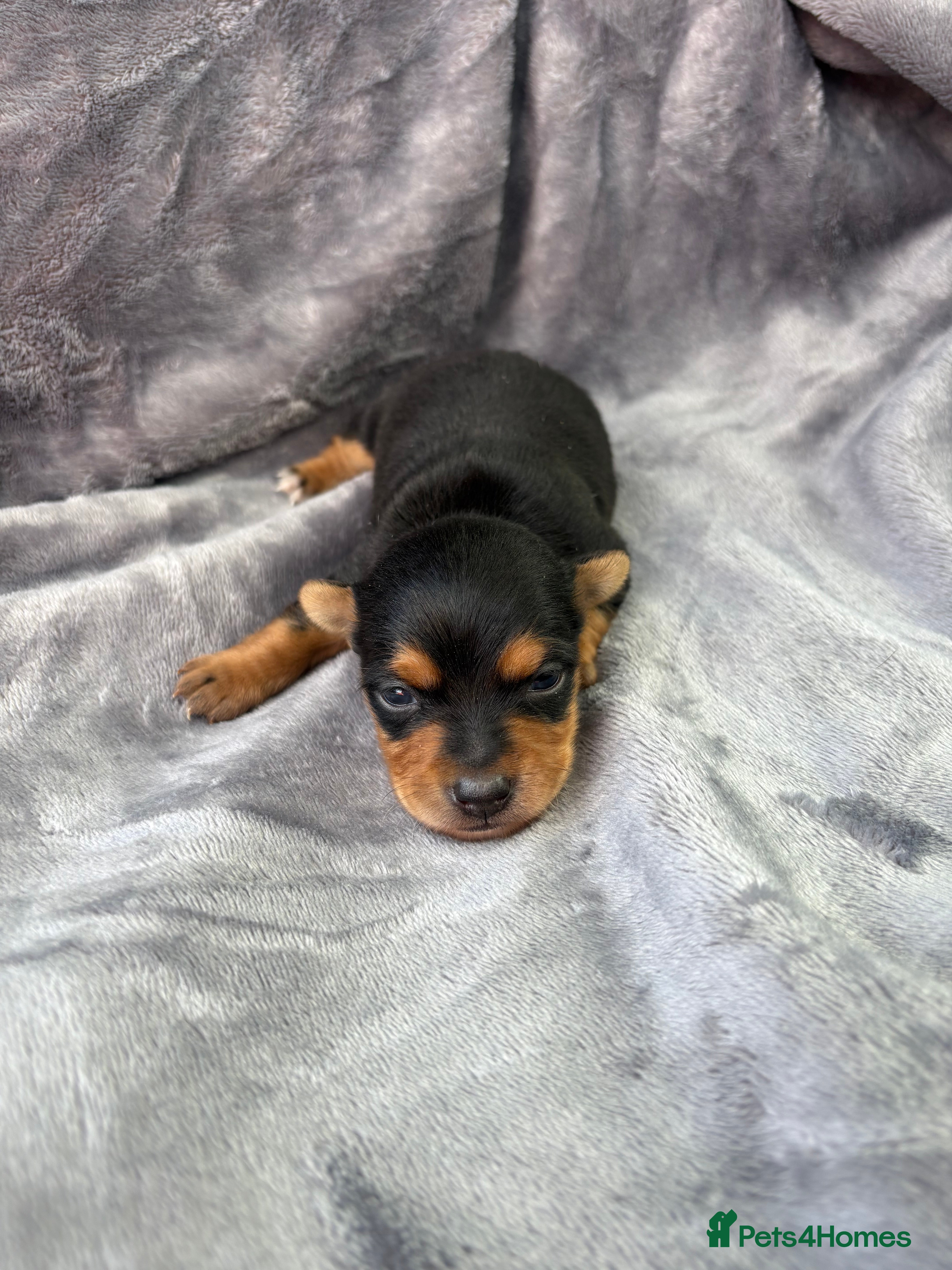 Jack Russell dogs Jack Russell puppy  - Advert 1