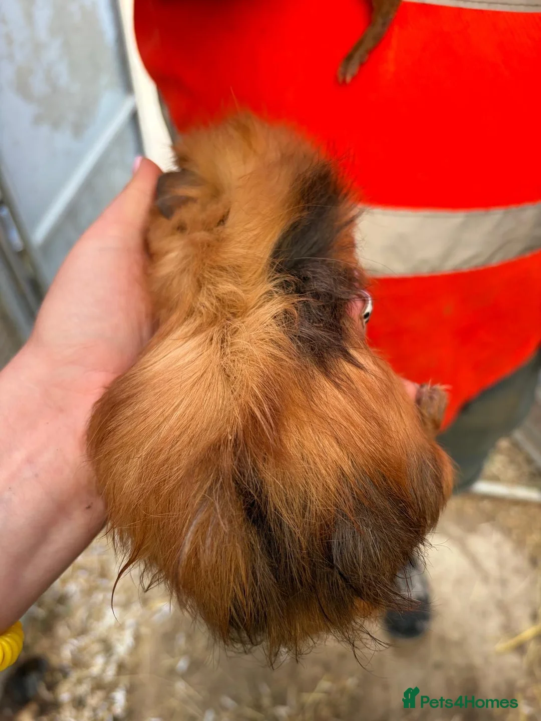 Guinea Pig rodents for sale: Pair male guinea pigs  - Advert 3