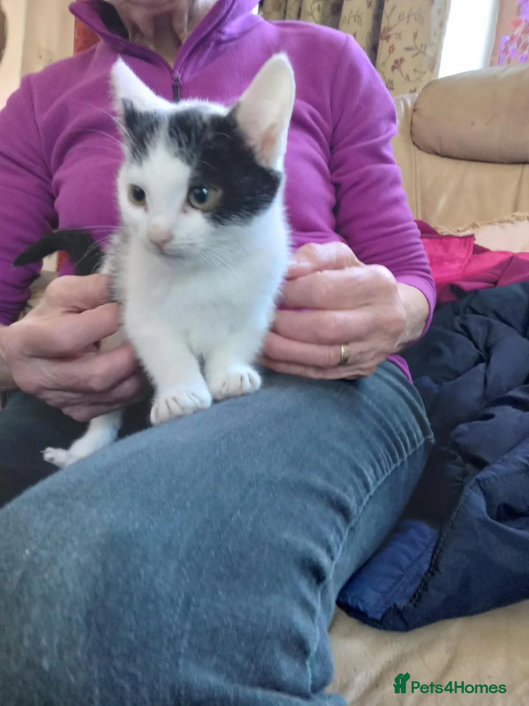 Mixed Breed cats for sale: Beautiful kittens - Advert 2