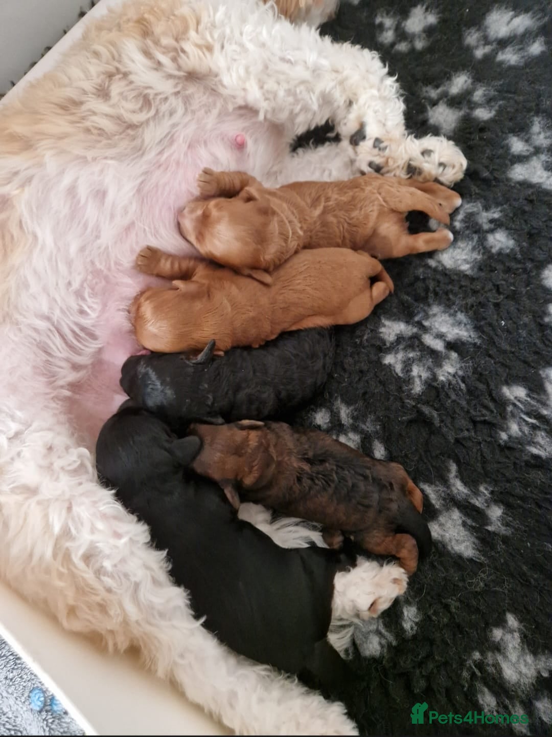 Cavachon dogs Beautiful Phantom, Sable and Red Cavapoochon Pups - Advert 1