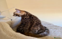 Bengal cats for sale: Bengal kittens  - Image 3