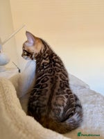 Bengal cats Bengal kittens - Advert 4