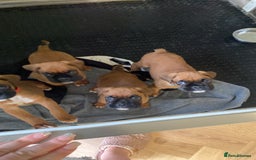 Boxer dogs for sale: 27 Champion bloodline boxers due 14th October  - Image 30