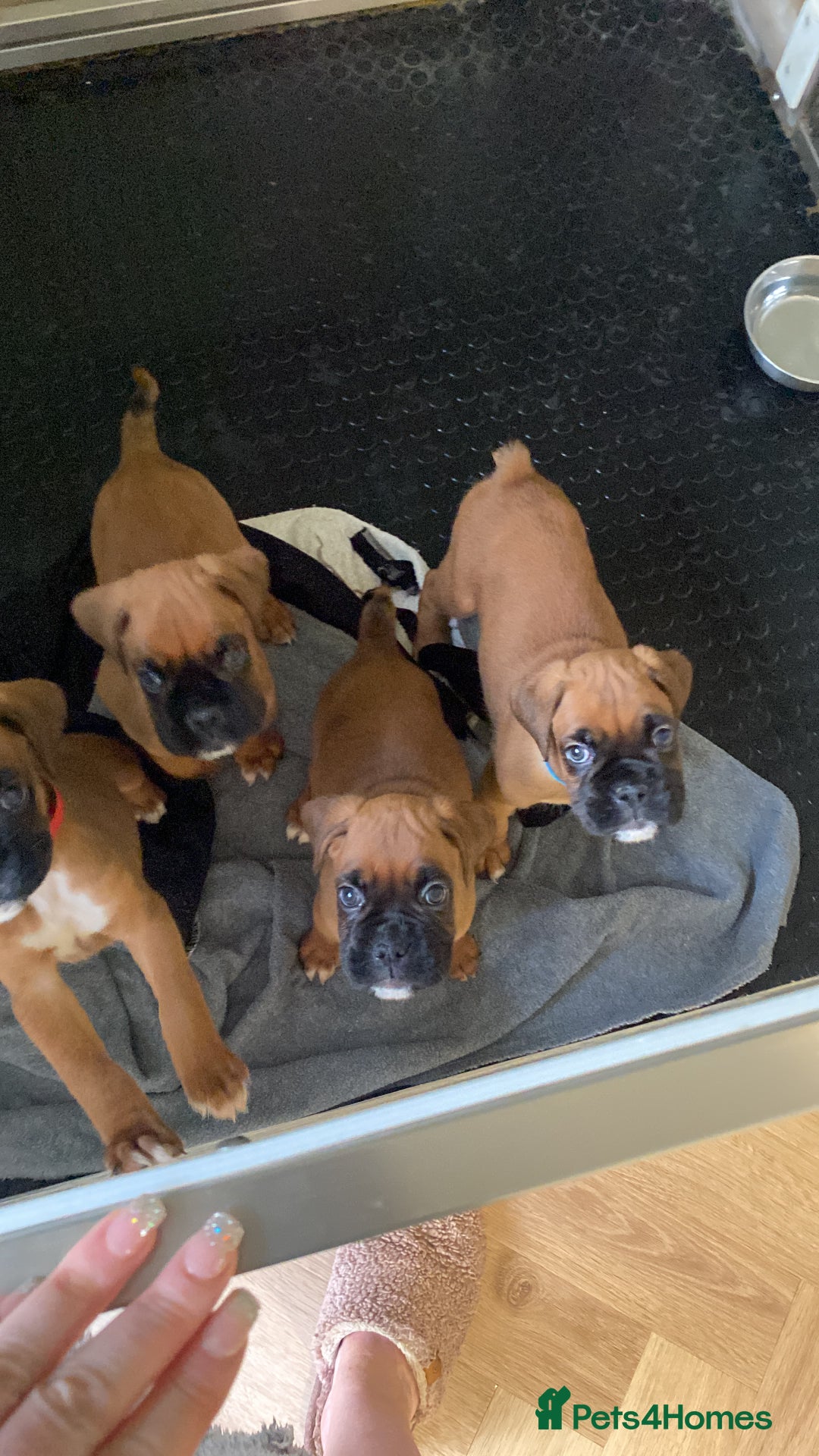 Boxer dogs for sale: 27 Champion bloodline boxers due 14th October  - Image 30