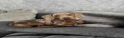 Dachshund dogs for stud: Stud  - Advert 4
