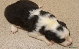 Border Collie dogs for sale: Border Collies for sale - Image 13