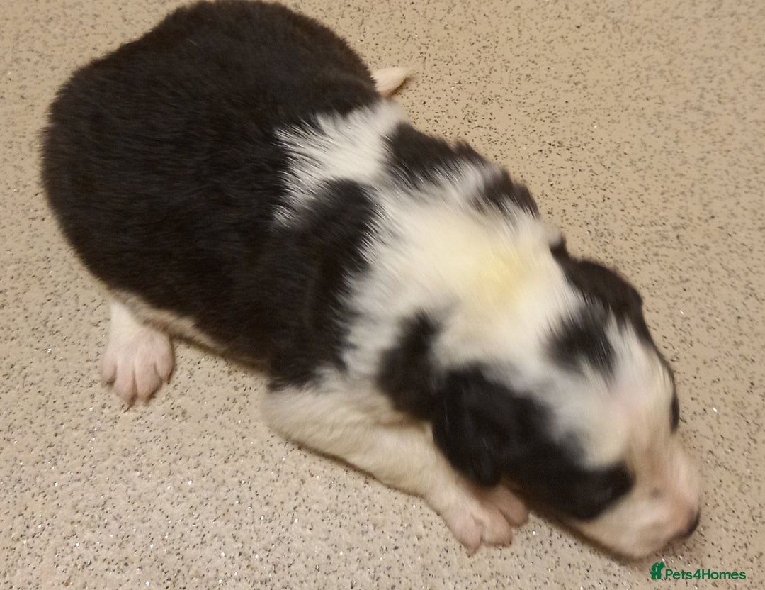 Border Collie dogs for sale: Border Collies for sale - Image 13