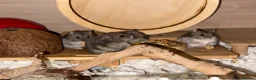 Hamster rodents for sale: Baby dwarf hamsters - Advert 3
