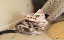 British Shorthair cats for sale: Ready to collect British Shorthair Silver Tabby in Rochester - Image 3