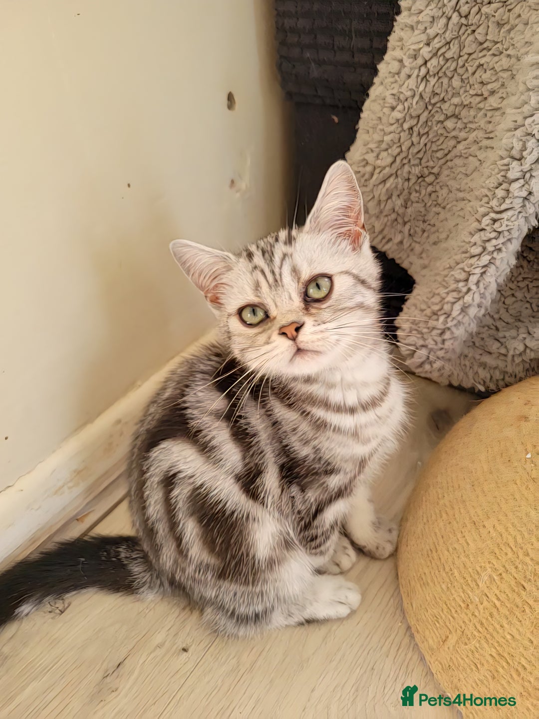 British Shorthair cats for sale: Ready to collect British Shorthair Silver Tabby in Rochester - Image 3