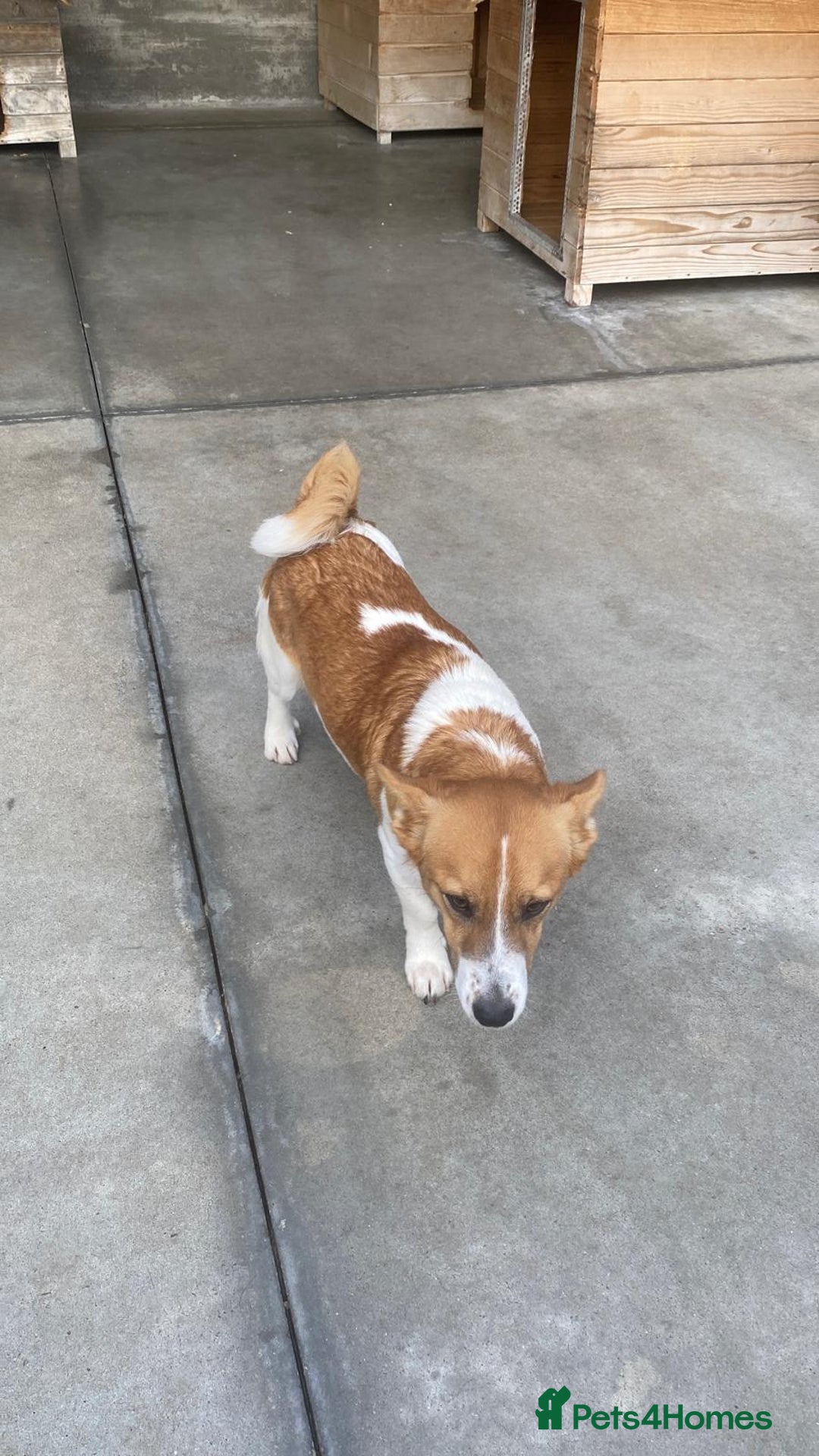 Mixed Breed dogs for adoption: Dewey. 1.5 yrs approx. Available for adoption. - Advert 5