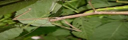 Stick Insects invertebrates for sale: Giant Bud-Winged Stick Insects x 6 - Advert 4