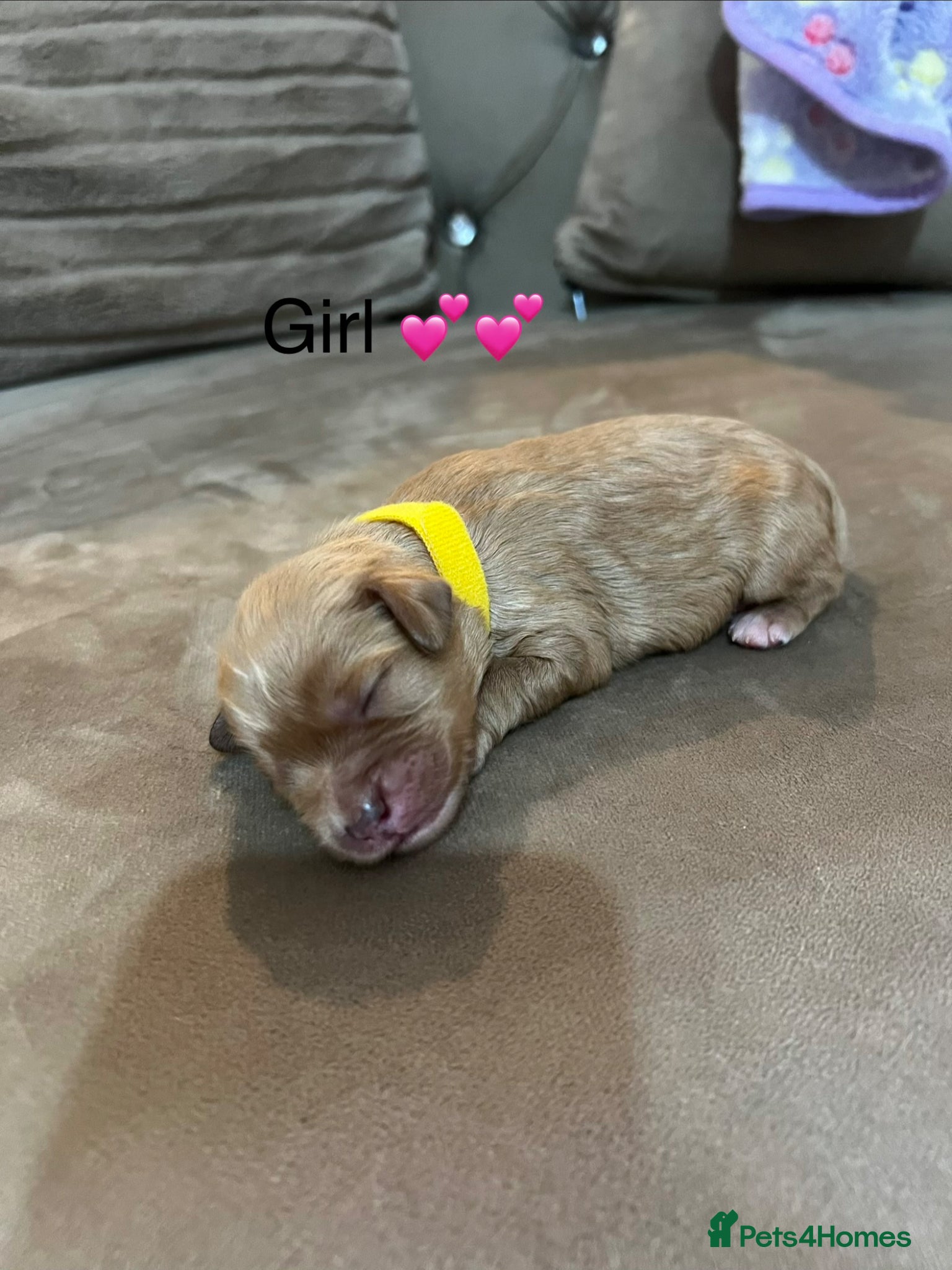 Cavapoo Puppy 3