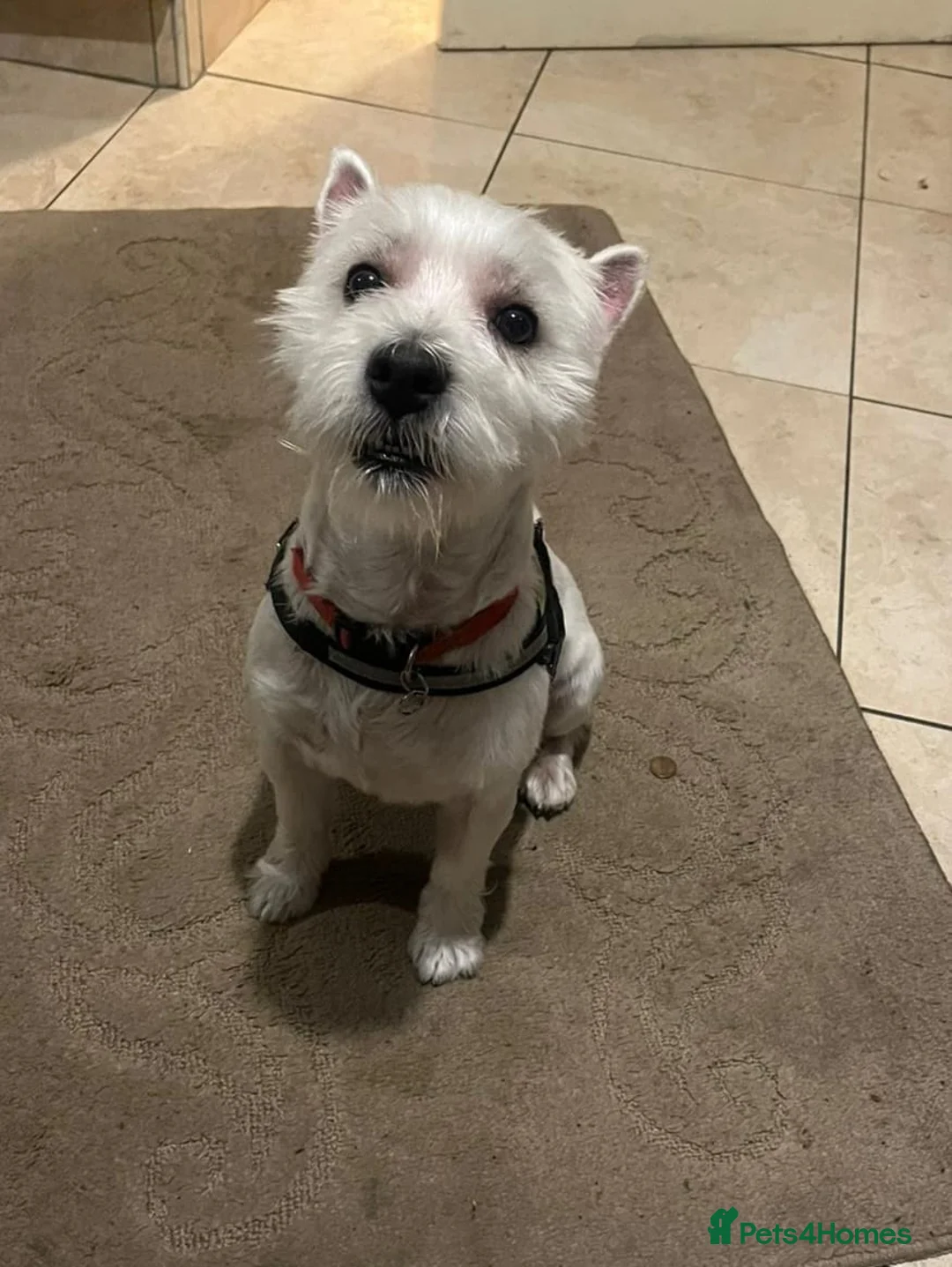 West Highland Terrier dogs for sale: West highland terrier - Advert 3