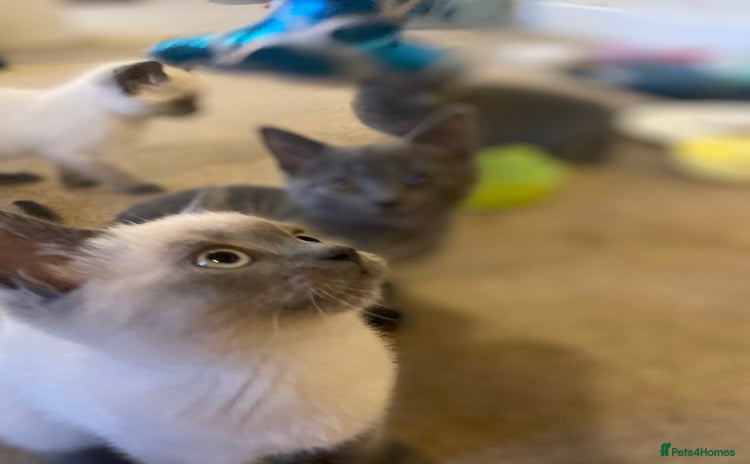British Shorthair cats - Advert 8