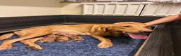 Labrador Retriever dogs for sale: 3 Beautiful Fox Red Labrador Boy Puppies for Sale in Edenbridge - Advert 7