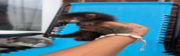 Ferret rodents for sale: 3 pedigree angora jills READY TO LEAVE - Advert 11