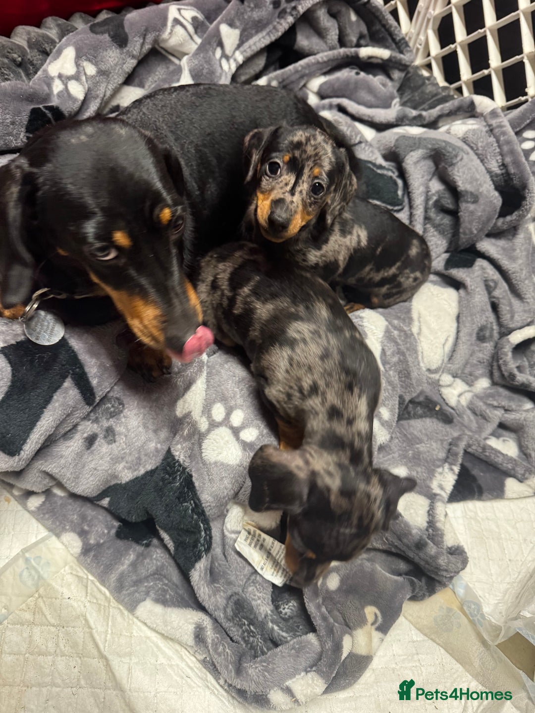 Miniature Dachshund dogs for sale: Miniature dachshund  - Advert 4