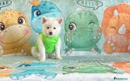 Pomsky dogs for sale: perfect husky markings micro Pomsky puppies  - Image 16