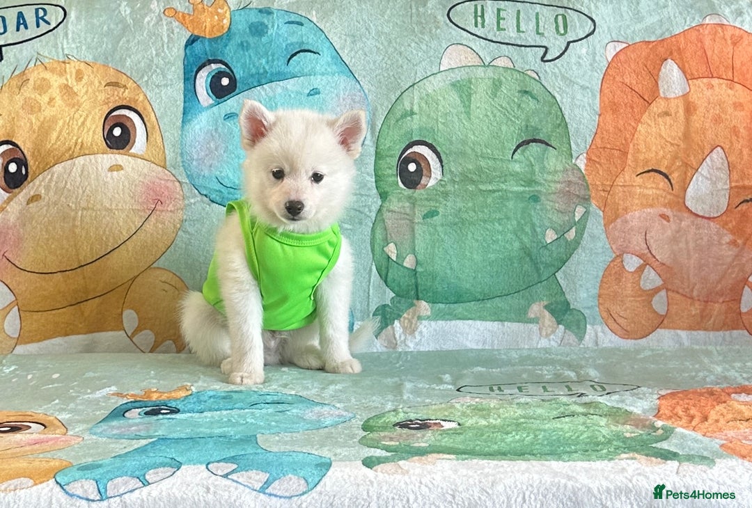 Pomsky dogs for sale: perfect husky markings micro Pomsky puppies  - Image 16