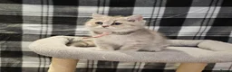 British Longhair cats for sale: Fawn/cinnamon/red/blue golden  - Advert 1