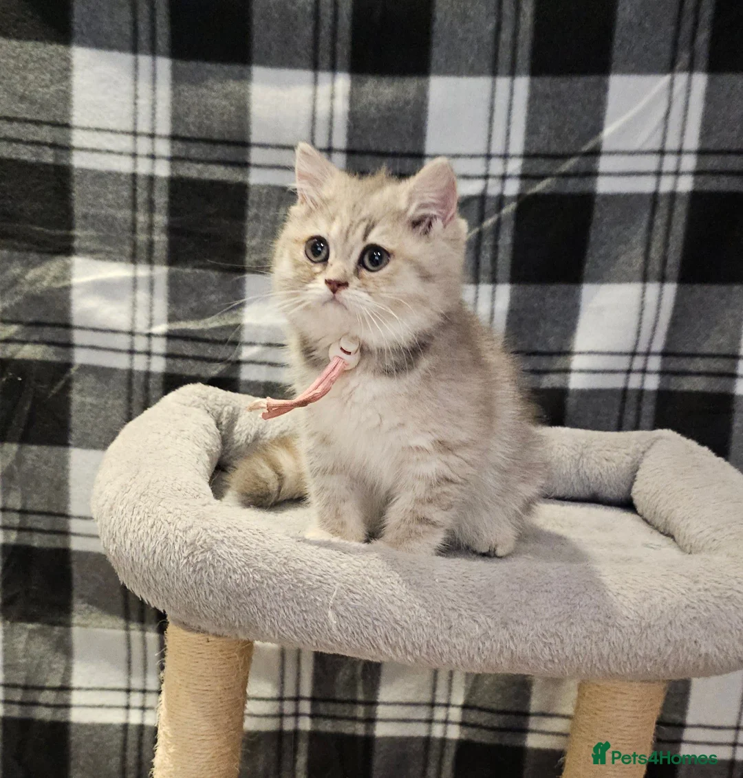 British Longhair cats for sale: Fawn/cinnamon/red/blue golden  - Advert 1