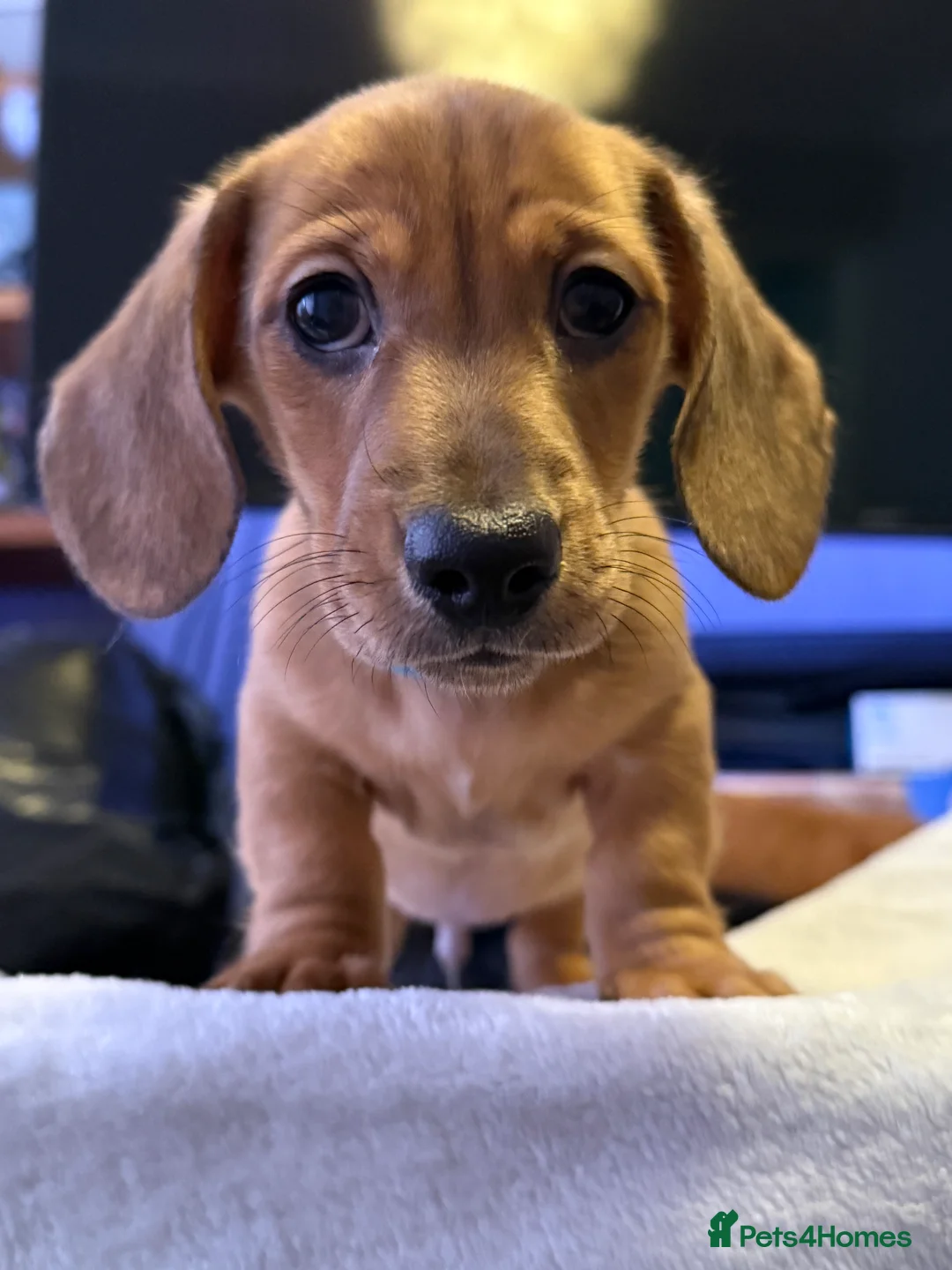 Miniature Dachshund dogs for sale: Ready now! KC miniature dachshund - Advert 9