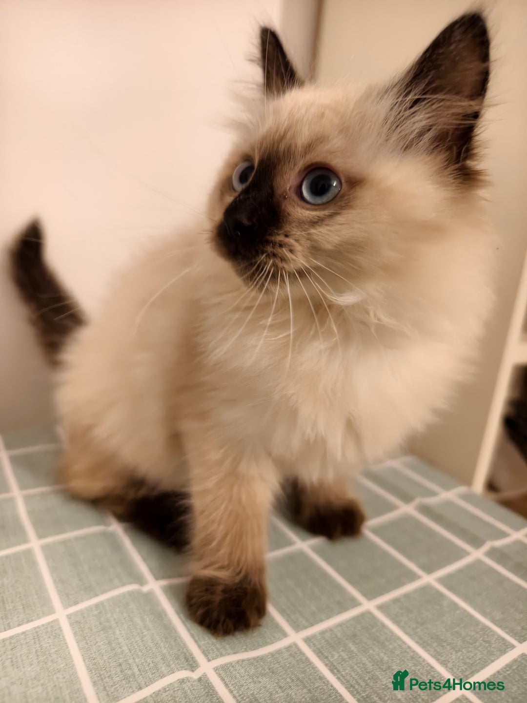 Ragdoll cats for sale: Beautiful Seal Point Ragdoll Kittens – for sale - Advert 20