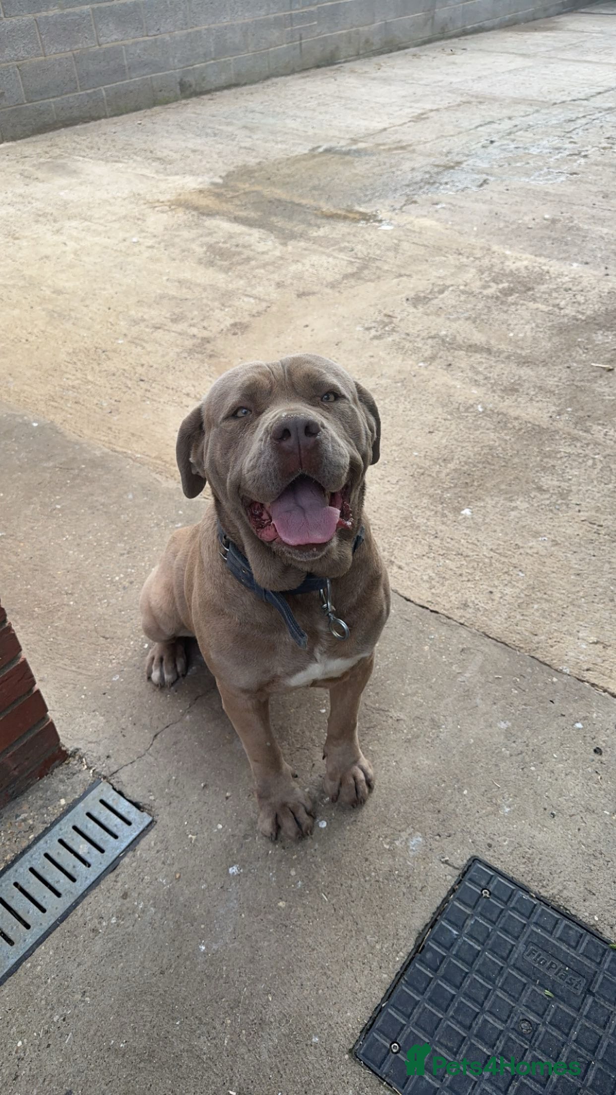 Cane Corso dogs Female Cane corso for sale - Advert 6