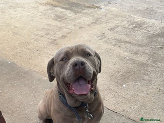 Cane Corso dogs Female Cane corso for sale - Advert 1