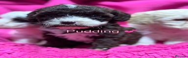 Pudding is a girl