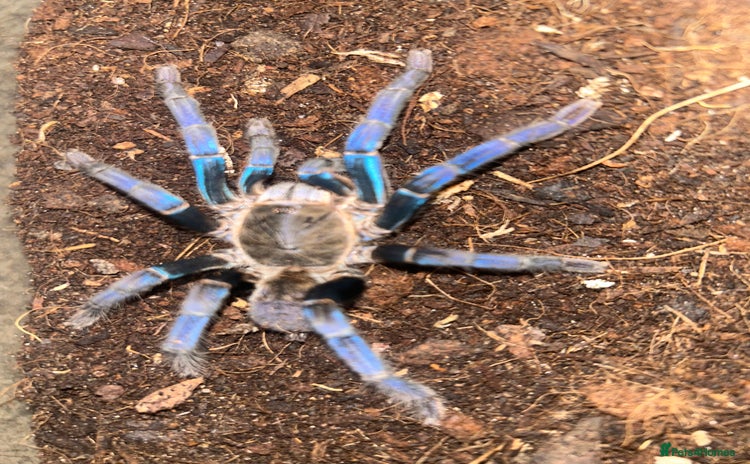 Tarantulas invertebrates - Advert 1