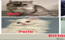 Persian cats for sale: Perla  - Image 6