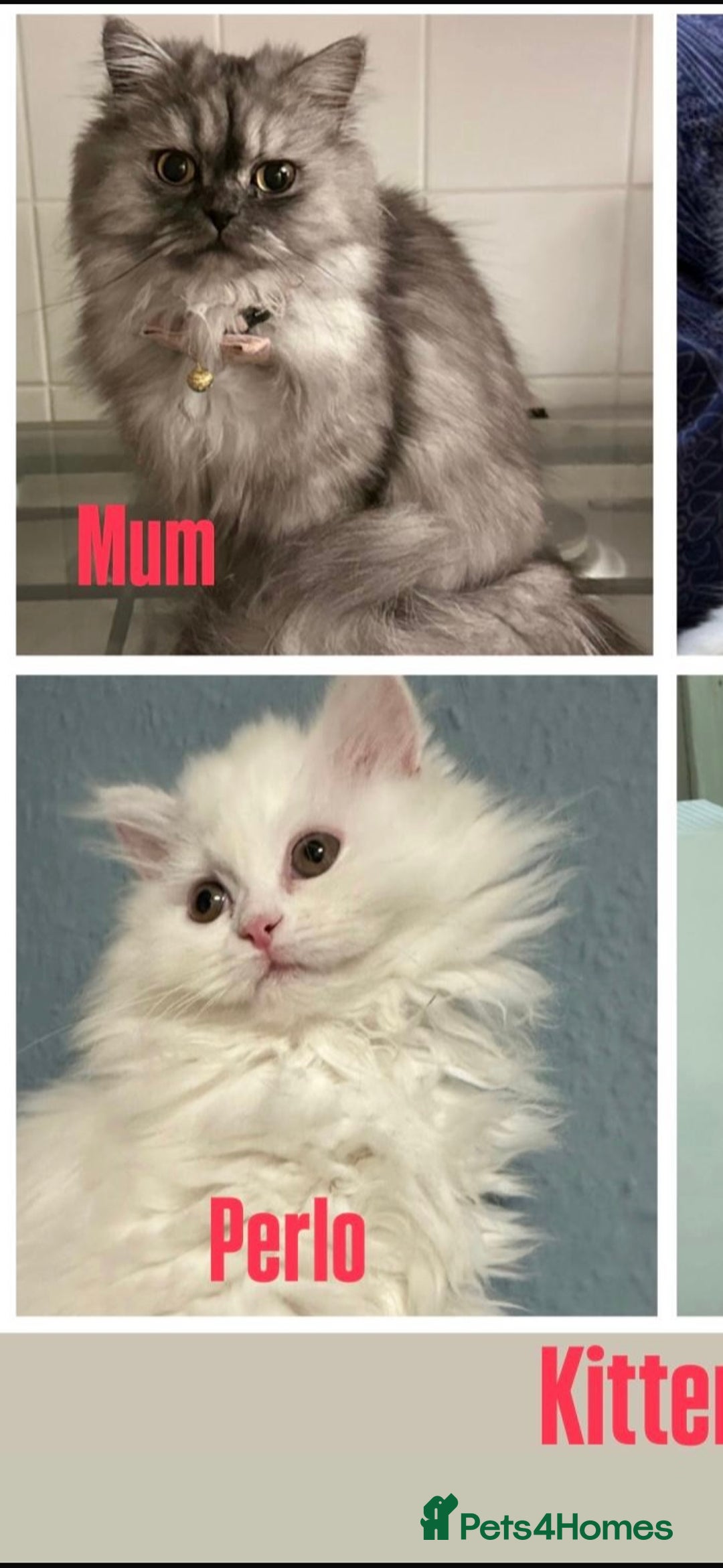 Persian cats for sale: Perla  - Image 6