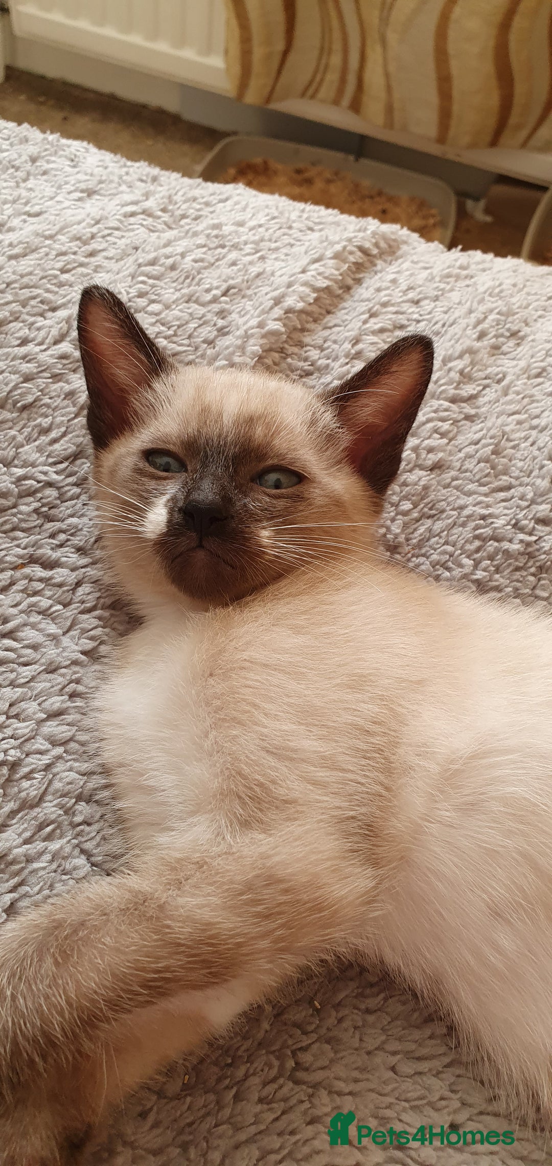 Mixed Breed cats for sale: Beautiful Siamese Cross Kittens - Image 9