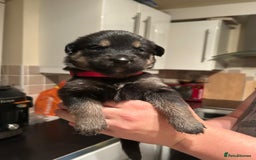 Mixed Breed dogs for sale: 10 Beautiful Rottsky Puppies  - Image 5