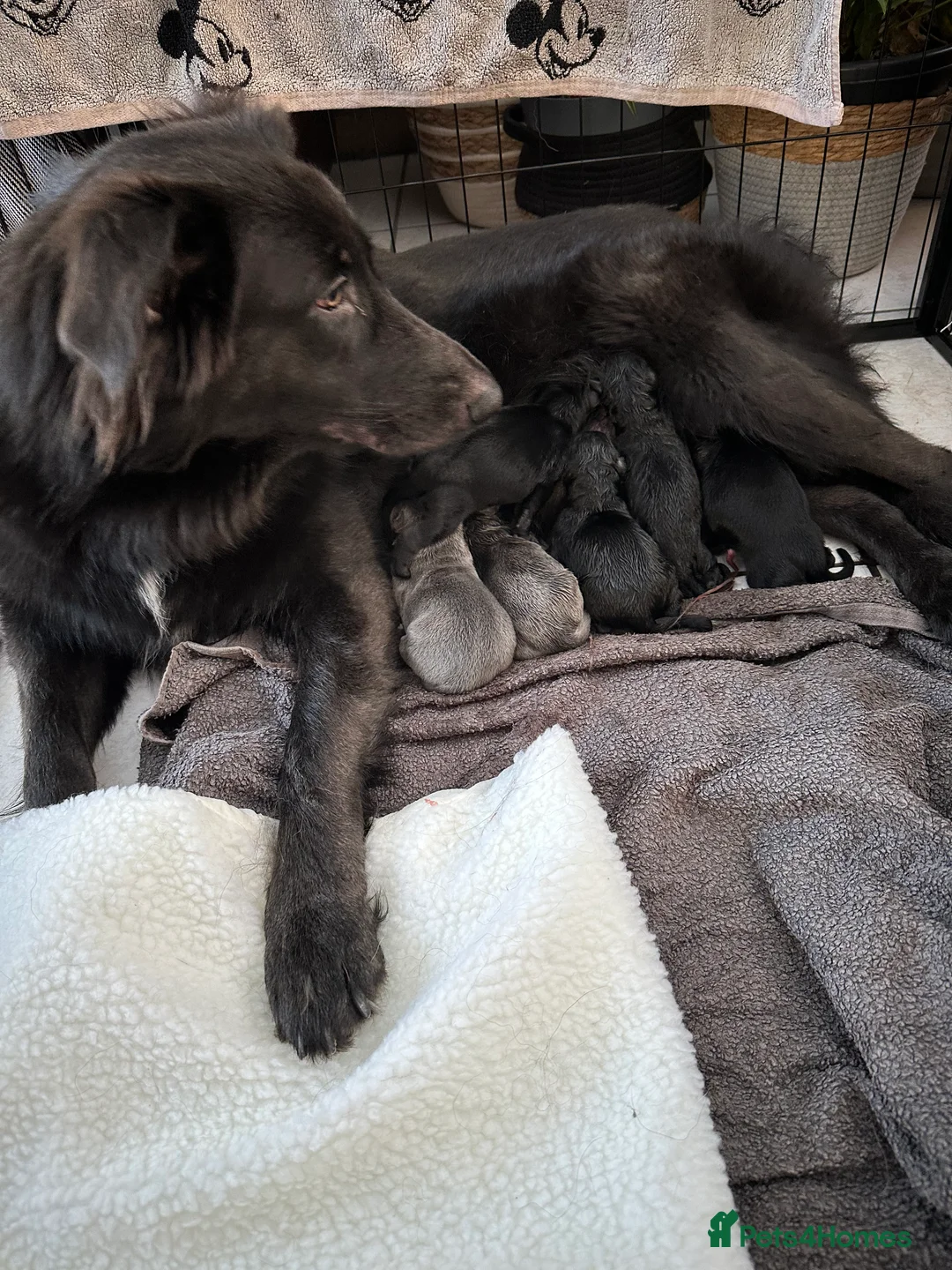 German Shepherd dogs for sale: Beautiful Blue and Black GSD puppies - Advert 14