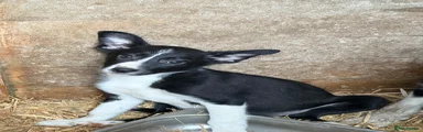 Border Collie 7