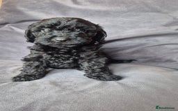 Cockapoo dogs for sale: F1b Cockapoo - ready this weekend - Image 14