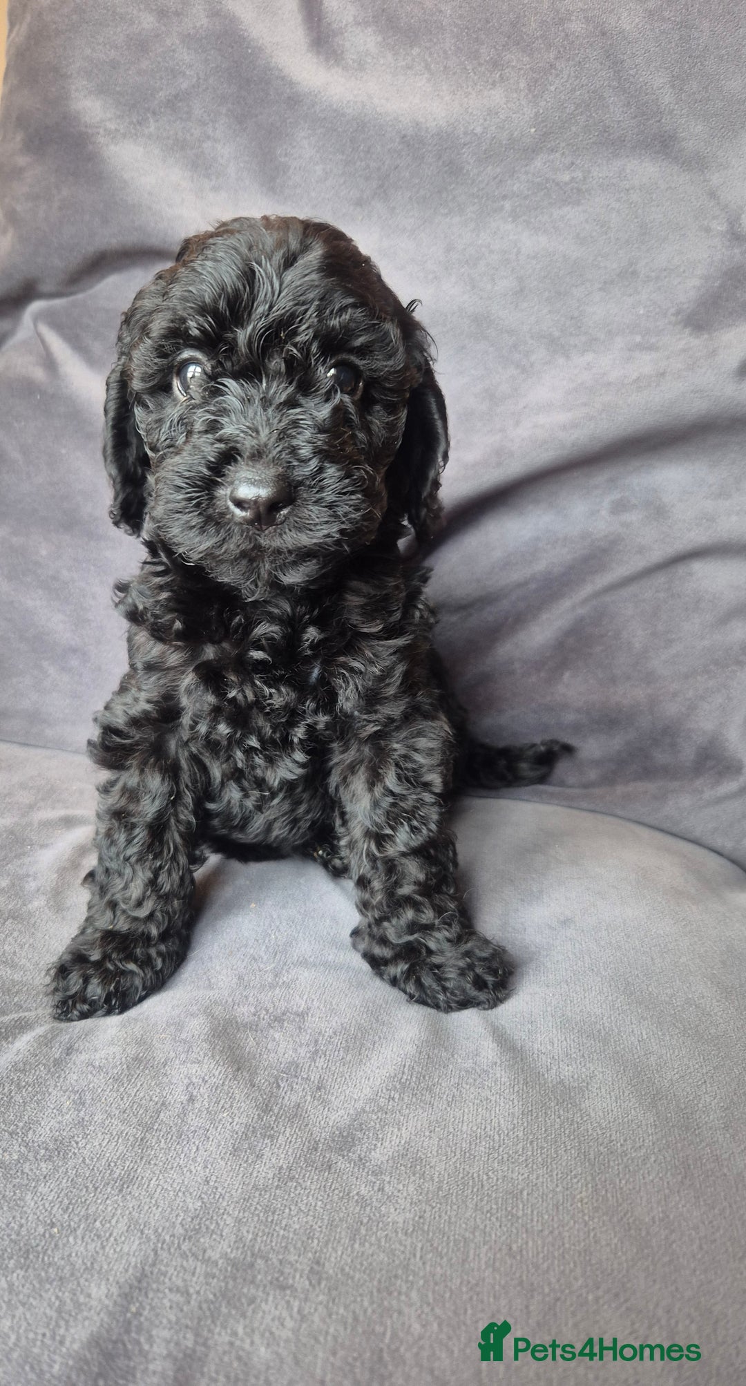 Cockapoo dogs for sale: F1b Cockapoo - ready this weekend - Image 14