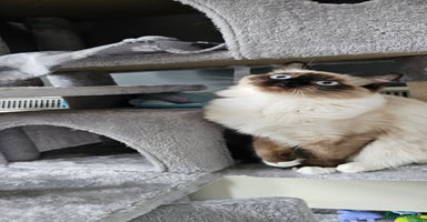 Ragdoll cats - Advert 4