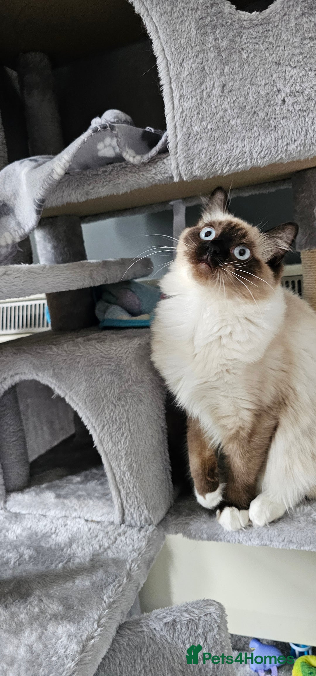 Ragdoll cats for sale: 2 Ragdoll Sisters  - Image 2